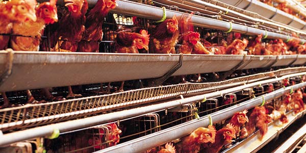 电地采暖的应用